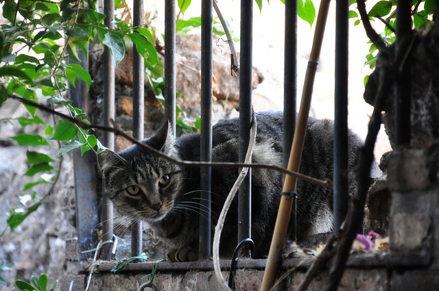 銀塔廣場目前有250隻貓咪，由當地動保團體照顧。　Flickr_Heather F