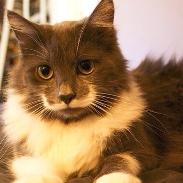 Hamilton的白鬍子和溫柔眼神，真像個紳士。　取自Hamilton the Hipster Cat臉書