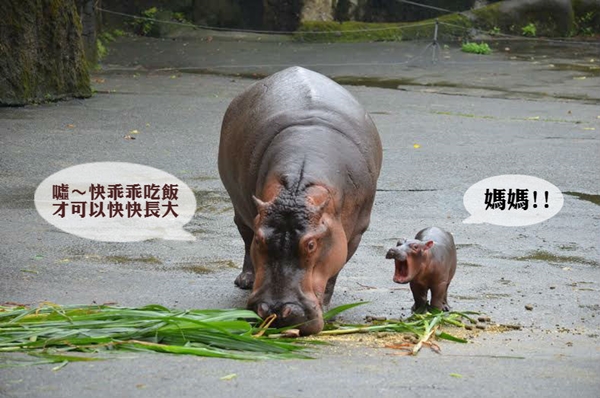 要多吃草才會長得快！　台北市立動物園/提供