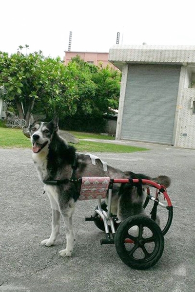 花蓮氣象站的「站狗」威力出了車禍、後肢癱瘓，正在適應輪椅。　花蓮氣象站/提供