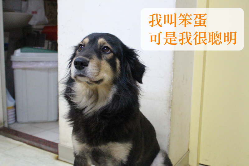 笨蛋被一對情侶收養，3天後情侶分手，就收編為院狗。　江幸芸/攝