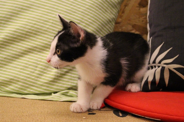 諾亞方舟「亂入」的小貓，是戈家黎從車子底下救出來的貓咪，現也開放領養喔！　江幸芸/攝