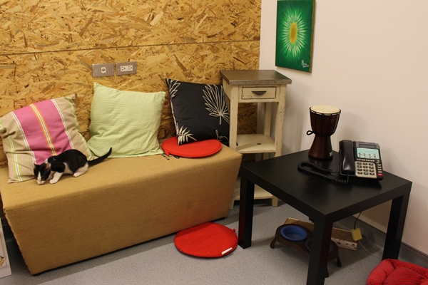 互動室模擬家庭環境，讓領養人看到毛孩在家的情況。　江幸芸/攝