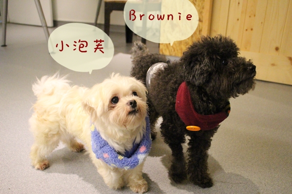 Brownie和小泡芙感情好，常有一樣的動作。　江幸芸/攝