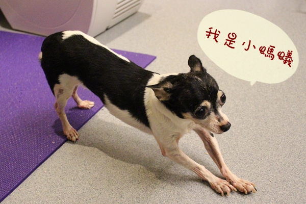 小螞蟻體型嬌小，喜歡在軟墊上休息。　江幸芸/攝