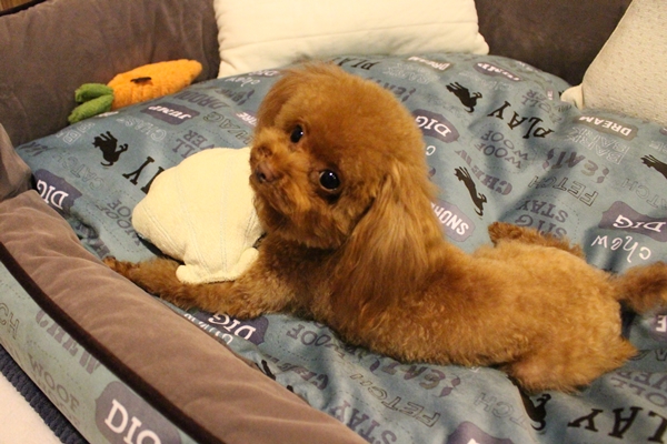 小小貴賓坐在大大寵物床上，就像住豪宅。　江幸芸/攝