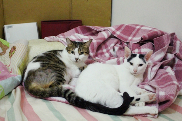 連搬到客廳的床，都被貓咪大軍侵佔了~~~　江幸芸/攝