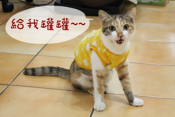 剛絕育沒多久的紅豆餅，活力十足。　江幸芸/攝