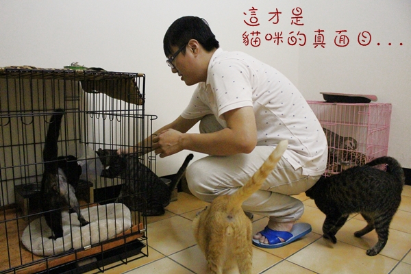 別看貓咪平常慵懶的樣子，一看到罐頭就瘋了~　江幸芸/攝