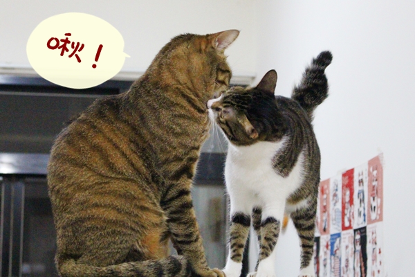 相親相愛~~　江幸芸/攝