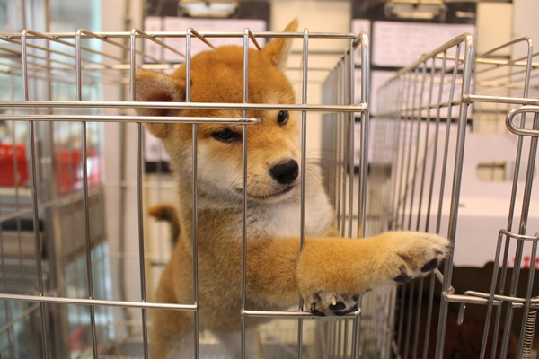 張靖霖說，寵物買賣業者要跟著進步，除了最基本的文件要求，犬隻的活動空間、環境整潔都有改善空間。　江幸芸/攝