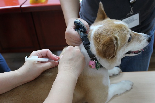 即日起,在「台北市寵物商業同業公會所」屬會員的買賣寵物店購買狗狗,有免費寵物登記服務。此為示意圖。 江幸芸/攝