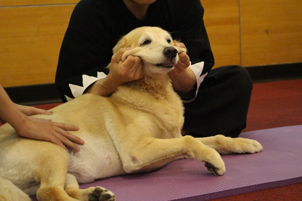 狗狗臉部拉提可舒緩情緒。　 江幸芸/攝