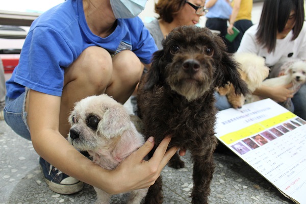 獸醫表示，嘉嘉犬舍的狗狗1個月內就可以恢復健康。　何宜/攝