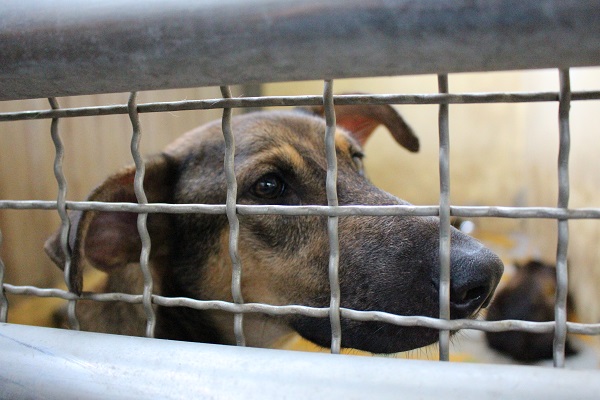 校園犬計劃讓學校領養收容所的狗,或以校內原有的流浪狗作為校犬。 何宜/攝