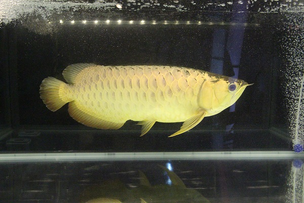 龍魚比賽的冠軍龍魚,銀色的色澤讓牠「霸氣外露」! 李娉婷/攝