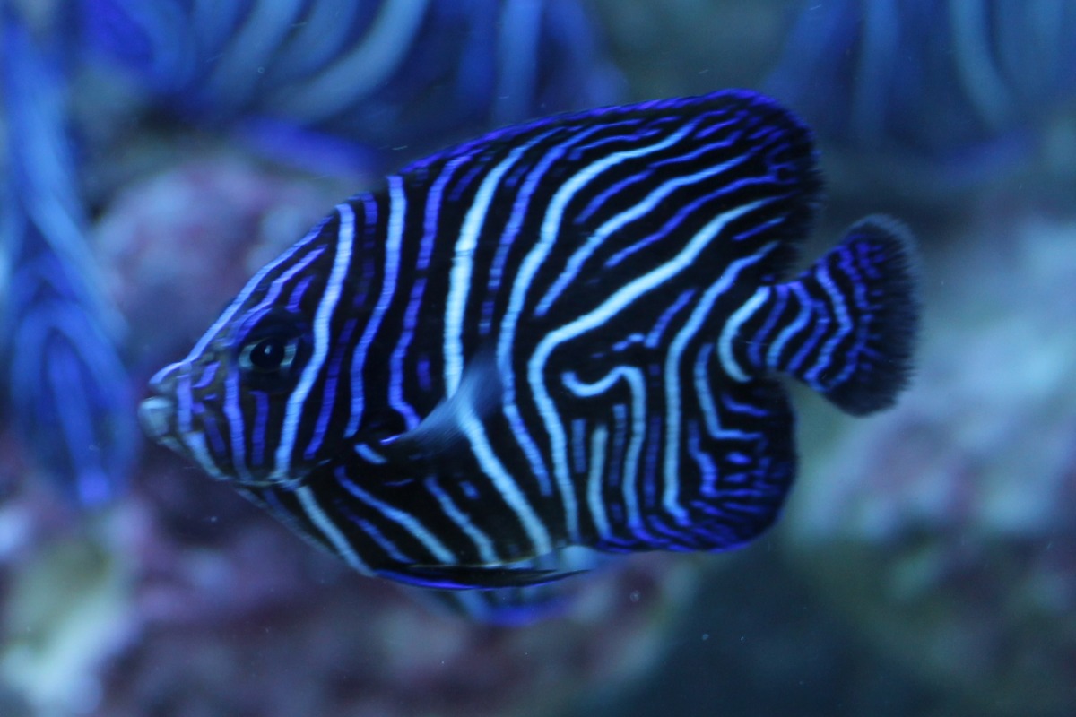 藍紋神仙魚成長到200多天時呈現藍、黑、白相間的紋路。 李娉婷/攝