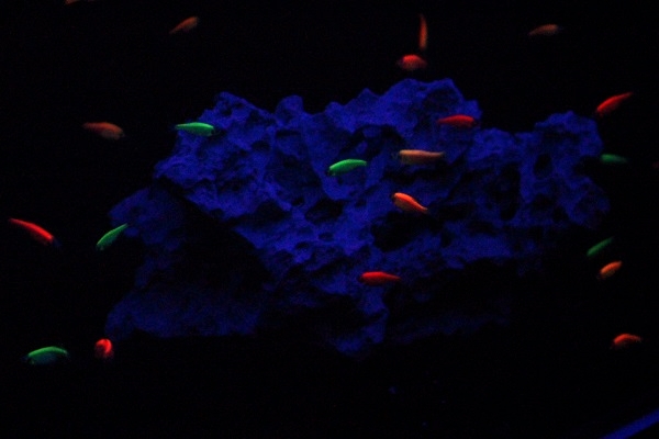 螢光魚在黑暗中閃閃發亮。 李娉婷/攝