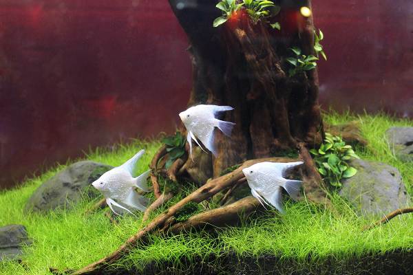 造景比賽冠軍作品以老樹為意境。 李娉婷/攝