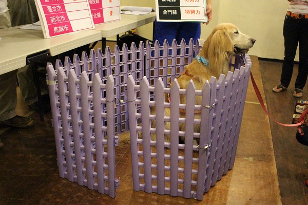 「2014動物保護行政評鑑」結果今天出爐,金門縣平均1隻狗狗只有0.21坪的收容空間,若以黃金成犬為例,是相當狹窄的。 江幸芸/攝