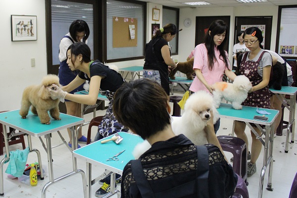 梁憶萍有自己的寵物美容教室,但她並未因獲獎而調高學費。 梁憶萍/提供