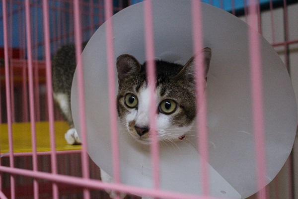 可愛的仙貝才2天大，臍帶還沒脫落就受了重傷，醫生推測是從高處摔下，3隻腳都斷了，經過治療，現在只有左前腳短了一截，2隻後腿長短不一。　江幸芸/攝