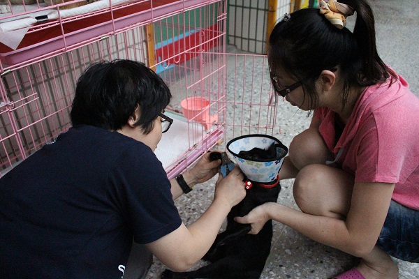 明志國中輔導處特教組長李文蓉(左)本身愛狗，卻幫助約150隻貓咪找到家。　江幸芸/攝