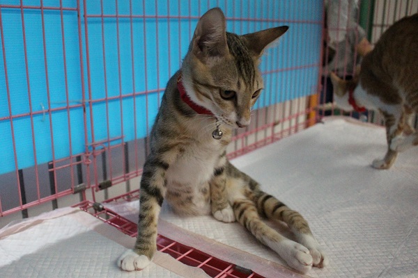 牠是平安，幼貓時期被認養人的狗狗叼起來拋出，脖子下方處脊椎斷裂，導致後腿癱瘓，現在需要人幫忙擠尿。　江幸芸/攝