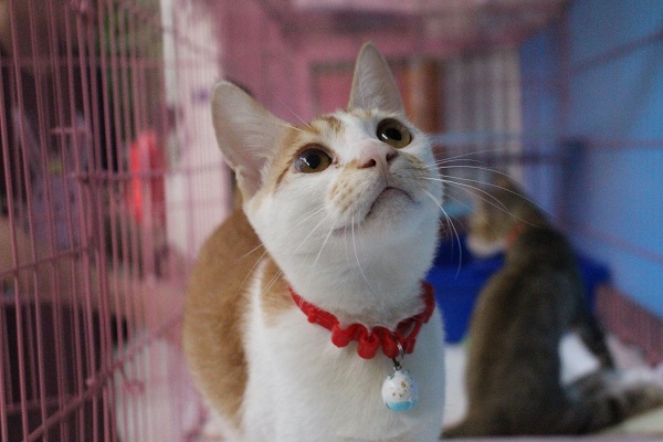 眼神迷濛的強強是隻盲貓，在水溝裡被發現時全身是血，還有癲癇，目前癲癇已經治好了，個性也很親人。　江幸芸/攝