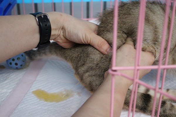 李文蓉定時幫癱瘓的貓咪擠尿。　江幸芸/攝