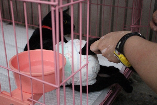 後腿癱瘓的大福要穿尿布，才能到處趴趴走。　江幸芸/攝