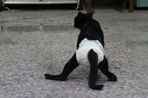 大福雖然後腿癱瘓，有時仍可站立，只是站不久，會腳軟。疑似曾受虐的大福現在只有李文蓉能抱，其他人都要小心~　江幸芸/攝