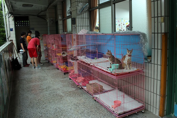 明志國中校內有條「貓貓走廊」！　江幸芸/攝