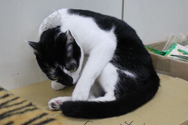 輔導處「處貓」MUJI是元老貓！　江幸芸/攝