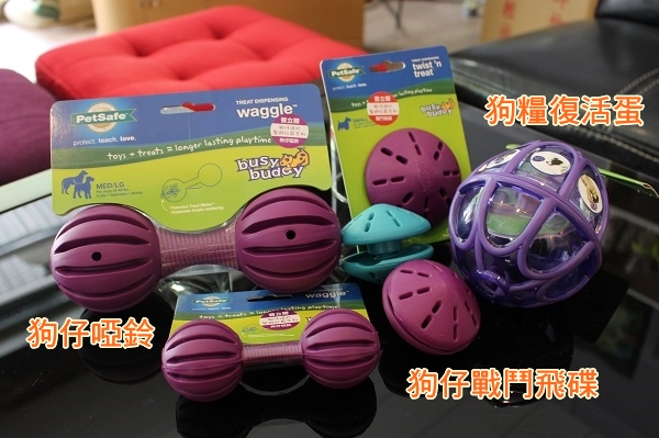 狗狗玩初階益智玩具,用滾的或用撥的就能吃到食物。 江幸芸/攝