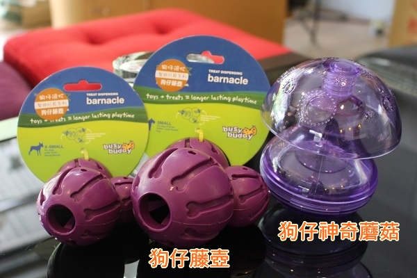 進階版的益智玩具考驗狗狗的腦力和耐心,不只要用翻的,還要「喬」角度。 江幸芸/攝