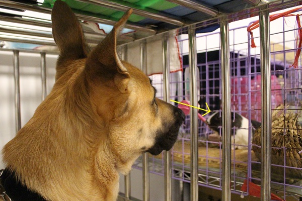 目不轉睛盯著天竺鼠看的玲玲。　江幸芸/攝