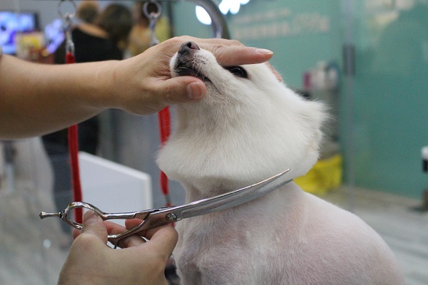 寵物美容師幫狗狗剪造型,用手握住狗狗嘴巴,也是安全技巧之一。 江幸芸/攝