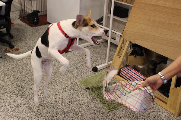 張兮兮非常愛玩。　江幸芸/攝