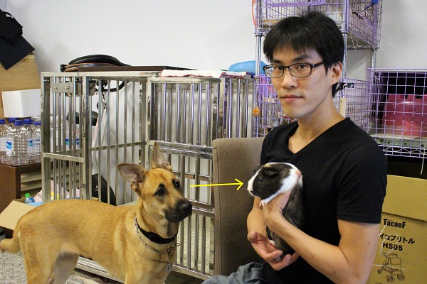 李孟儒的工作室有7隻天竺鼠和6隻狗狗，其中1隻受訓中。玲玲連拍照的時候也盯著天竺鼠。　江幸芸/攝