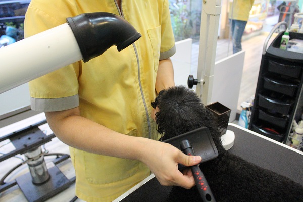不能使用烘箱的貴賓狗,只能靠寵物美容師手工吹毛。 江幸芸/攝