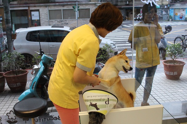 如果店內的狗狗情緒太過激動,寵物美容師也要安撫。 江幸芸/攝