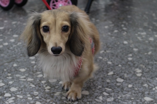 狗狗的行為問題可以透過簡單原則來解決。 江幸芸/攝