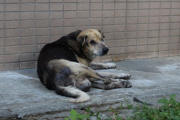 我左邊的眼睛瞎掉了，所以我叫瞎瞎，我有心臟病，哥哥姊姊們中午和晚上都會來餵我吃藥~　江幸芸/攝