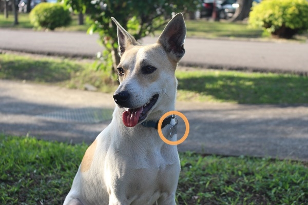 輔大的校狗都有吊牌（圈圈處），萬一走丟了，民眾可以透過吊牌上的資訊，聯絡志工隊。　江幸芸/攝