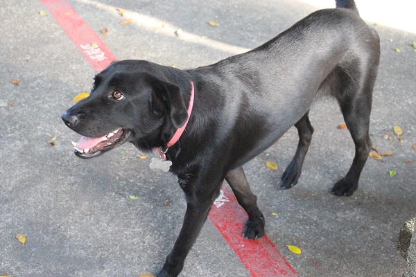 新來的狗狗只要和校狗處得好、不傷人，學生就會納入管理。　江幸芸/攝