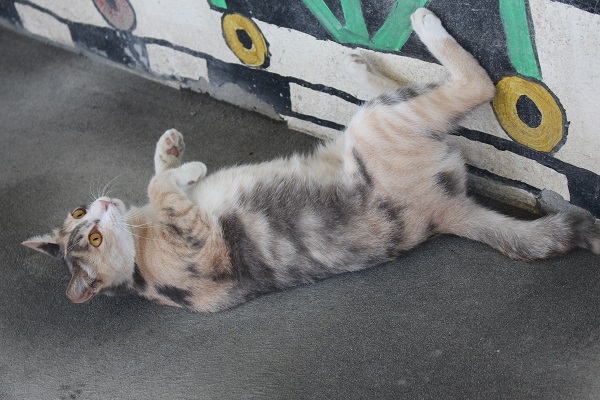 新北市動保處和觀光局在猴硐建設「貓咪衛教資訊站」,由當地團體「猴洞地方永續發展協會」接手。 何宜/攝