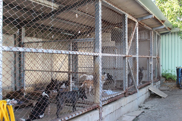 學生向學校爭取經費蓋狗舍，讓不能自由活動的狗狗住進來。　輔大關懷流浪動物志工團隊/提供