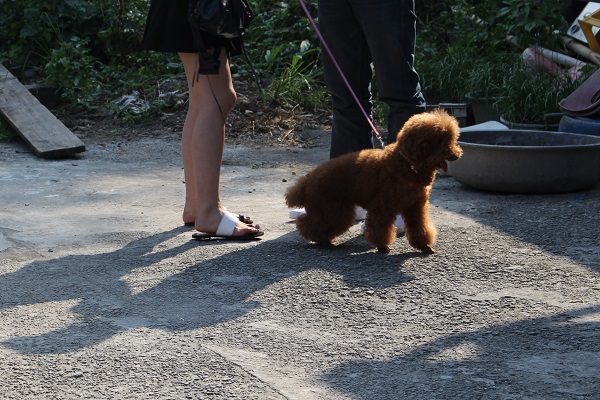 遊客不顧貓咪感受，帶著狗狗來逛猴硐。　何宜/攝