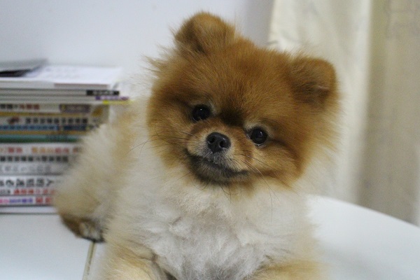 你在看我嗎？可以再靠近一點！　江幸芸/攝